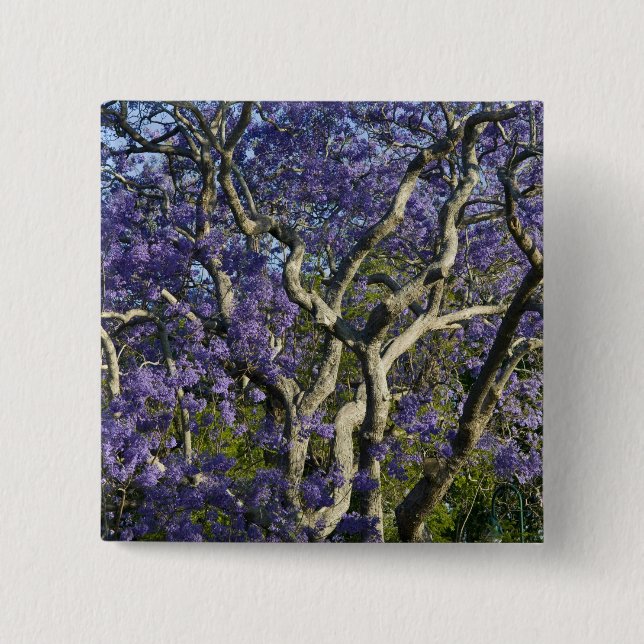 Blooming Jacaranda Trees in New Farm Park, 2 Button (Vorderseite)
