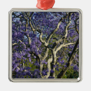 Blooming Jacaranda Trees in New Farm Park, 2 Silbernes Ornament