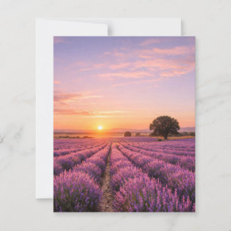 Blooming Lavender Field at Golden Sunset Provence