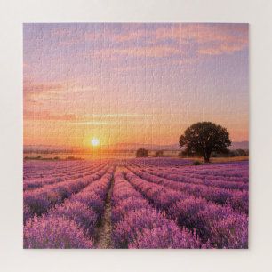 Blooming Lavender Field at Golden Sunset Provence