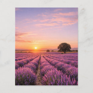 Blooming Lavender Field at Golden Sunset Provence Flyer