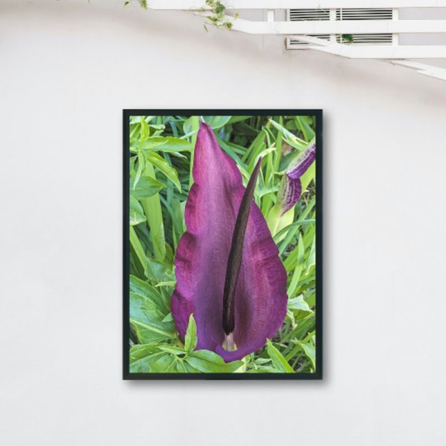 Blooming Lila Dragon Lily Floral Fotodruck (In Situ (Framed))