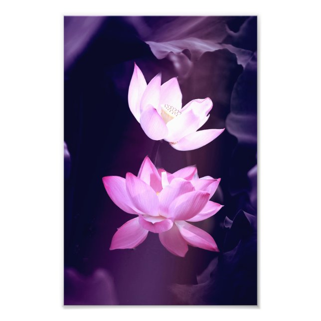 Blooming Lotus Blume Fotodruck (Vorne)