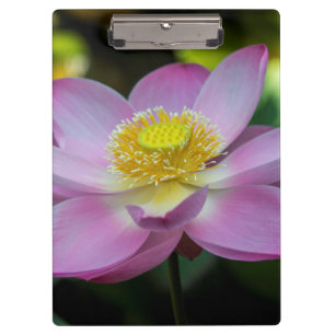 Blooming lotus Blume, Indonesien Klemmbrett