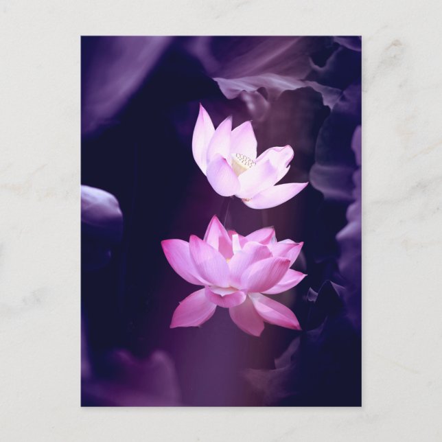 Blooming Lotus Blume Postkarte (Vorderseite)
