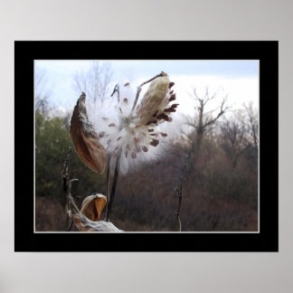 Blooming Milkweed Pod Poster