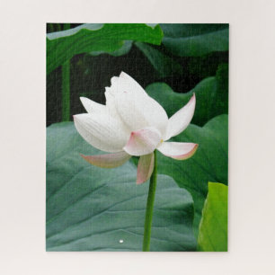 Blooming Pinkish-White Water Lily Among the Leaves