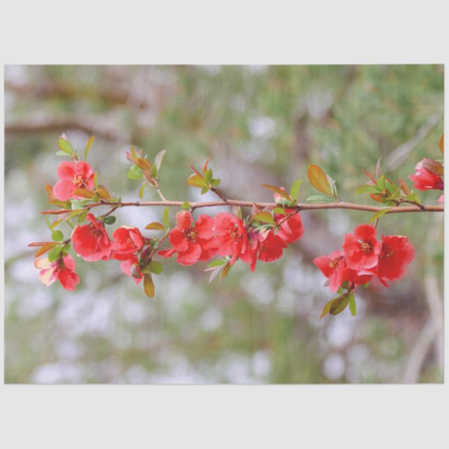 Blooming Spring Seidenpapier (Vorderseite)