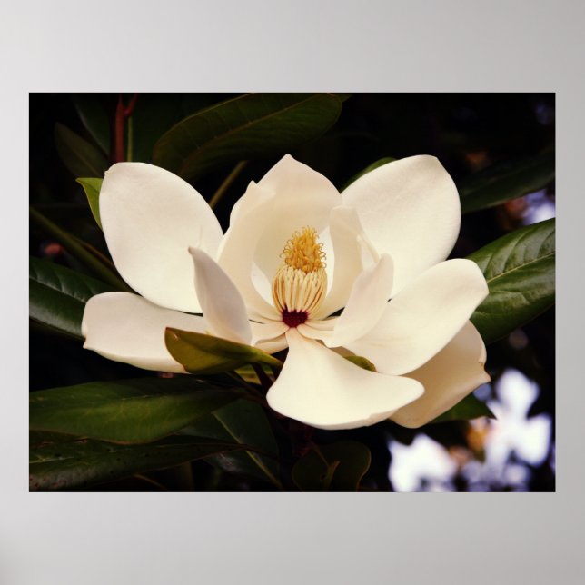 Blooming White Magnolia Poster (Vorne)