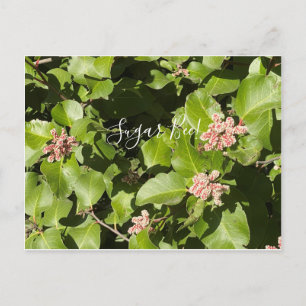 BloomingKalifornien: Zuckerbiene! Postkarte