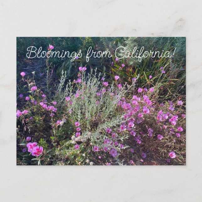 Bloomings aus Kalifornien: Abschied vom Frühling! Postkarte (Vorderseite)