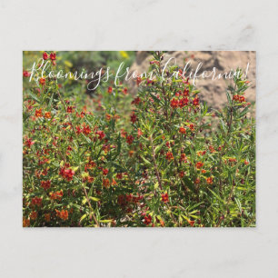 Bloomings aus Kalifornien: Affen-Blume Postkarte