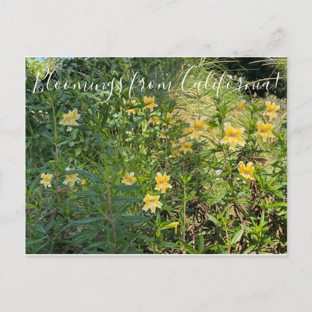 Bloomings aus Kalifornien: Affen-Blume Postkarte (Vorderseite)