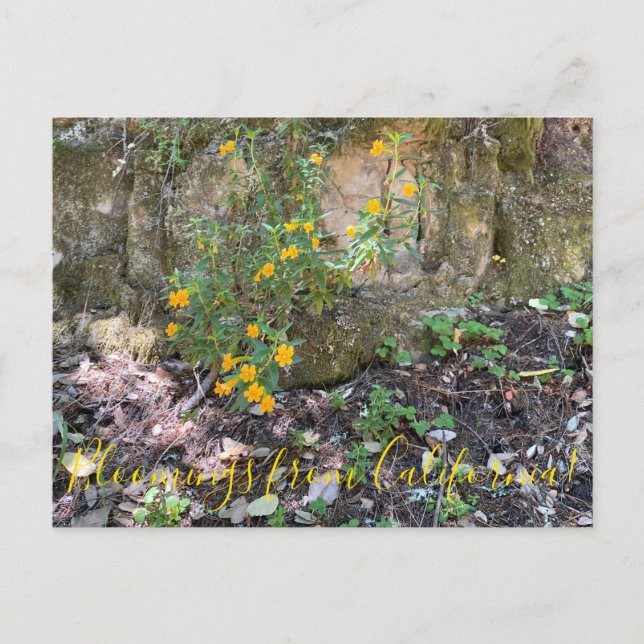 Bloomings aus Kalifornien: Affen-Blume Postkarte (Vorderseite)