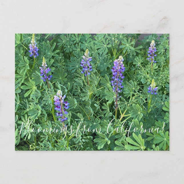 Bloomings aus Kalifornien: Arroyo Lupine Postkarte (Vorderseite)