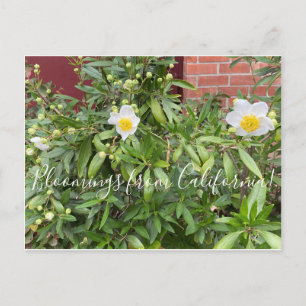 Bloomings aus Kalifornien: Baumkronen Postkarte