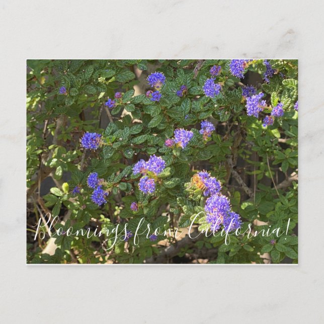 Bloomings aus Kalifornien: Berg Lilac Postkarte (Vorderseite)