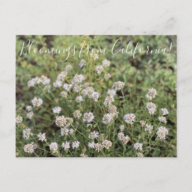 Bloomings aus Kalifornien: Bergkoyote-Minze Postkarte (Vorderseite)