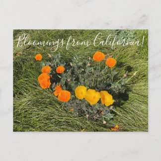Bloomings aus Kalifornien: Bicolor Poppies Postkarte