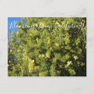 Bloomings aus Kalifornien: Black Elderber Postcard Postkarte