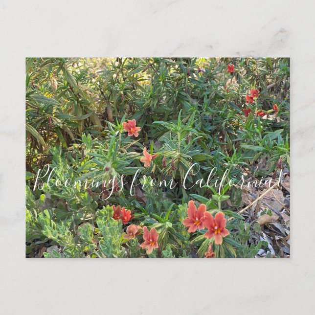 Bloomings aus Kalifornien: Bronze-Affen-Blume Postkarte (Vorderseite)