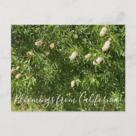 Bloomings aus Kalifornien: Buckeyes & Butterflies Postkarte