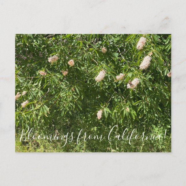 Bloomings aus Kalifornien: Buckeyes & Butterflies Postkarte (Vorderseite)