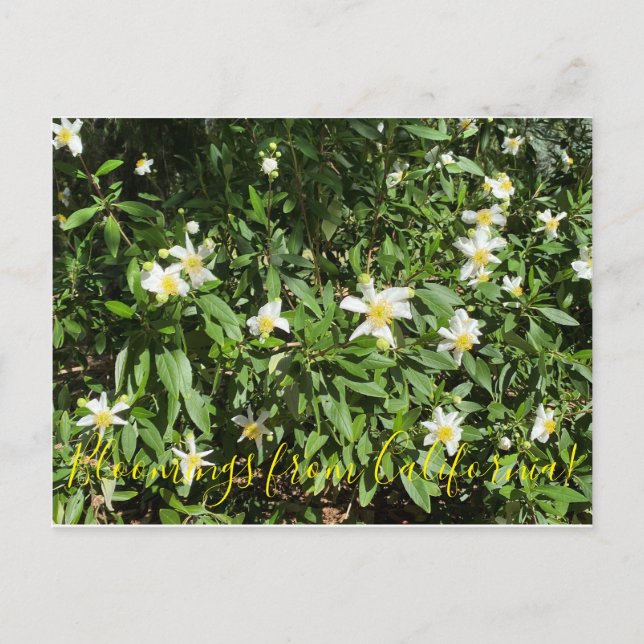 Bloomings aus Kalifornien: Bush Anemone Postkarte (Vorderseite)