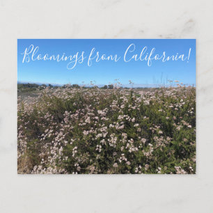 Bloomings aus Kalifornien: California Buckweizen Postkarte