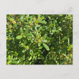 Bloomings aus Kalifornien: California Coffeenberry Postkarte