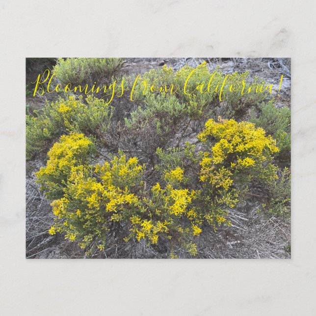 Bloomings aus Kalifornien: California Gold Postkarte (Vorderseite)