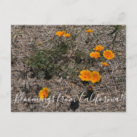 Bloomings aus Kalifornien: California Poppy