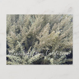 Bloomings aus Kalifornien: California Sagebrush Po Postkarte
