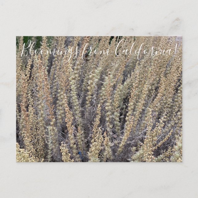 Bloomings aus Kalifornien: California Sagebrush Postkarte (Vorderseite)
