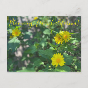 Bloomings aus Kalifornien: Canyon Sunflower Postkarte