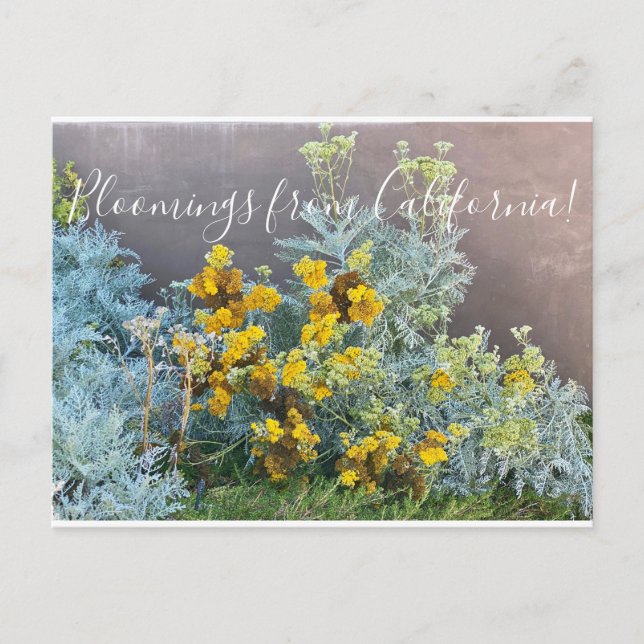 Bloomings aus Kalifornien: Catalina Silverlace Postkarte (Vorderseite)