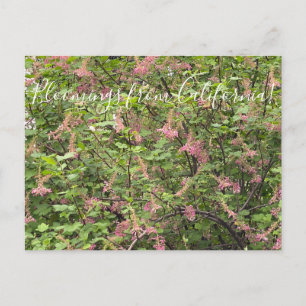 Bloomings aus Kalifornien: Chaparral Currant Postc Postkarte