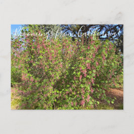 Bloomings aus Kalifornien: Chaparral Currant Postkarte