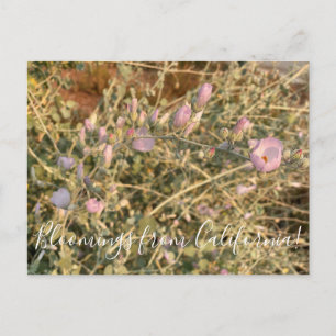 Bloomings aus Kalifornien: Chaparral Mallow Postkarte