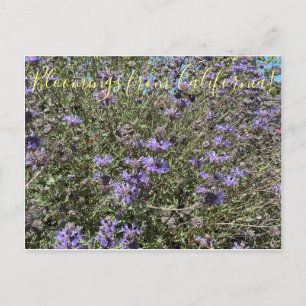 Bloomings aus Kalifornien: Cleveland Sage Postkarte