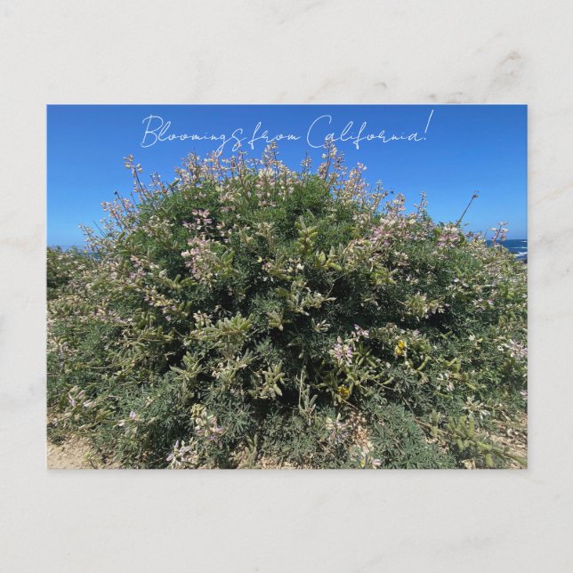 Bloomings aus Kalifornien: Coastal Bush Lupine Postkarte (Vorderseite)