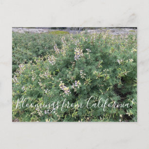 Bloomings aus Kalifornien: Coastal Bush Lupine Postkarte