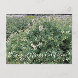 Bloomings aus Kalifornien: Coastal Bush Lupine Postkarte