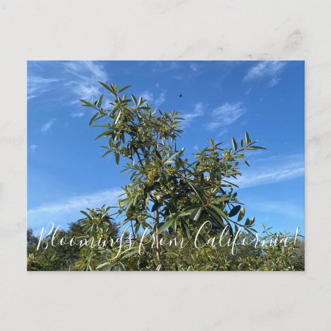 Bloomings aus Kalifornien: Coffeenbeere Postkarte (Vorderseite)