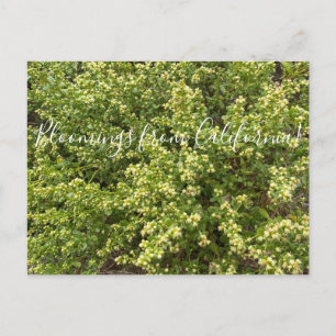 Bloomings aus Kalifornien: Coyote Bush Postkarte