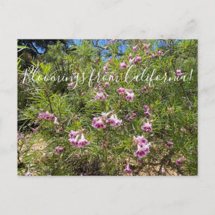 Bloomings aus Kalifornien: Desert Willow Postcard Postkarte