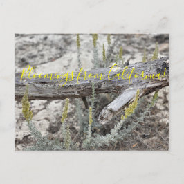 Bloomings aus Kalifornien: Düne Sagewort Postcard Postkarte