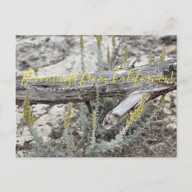Bloomings aus Kalifornien: Düne Sagewort Postcard Postkarte (Vorderseite)