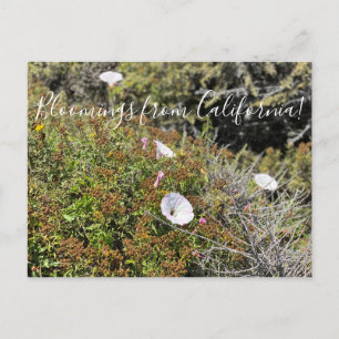 Bloomings aus Kalifornien: Ehre am Morgen an der K Postkarte