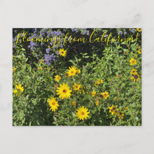Bloomings aus Kalifornien: Encelia californica Postkarte
